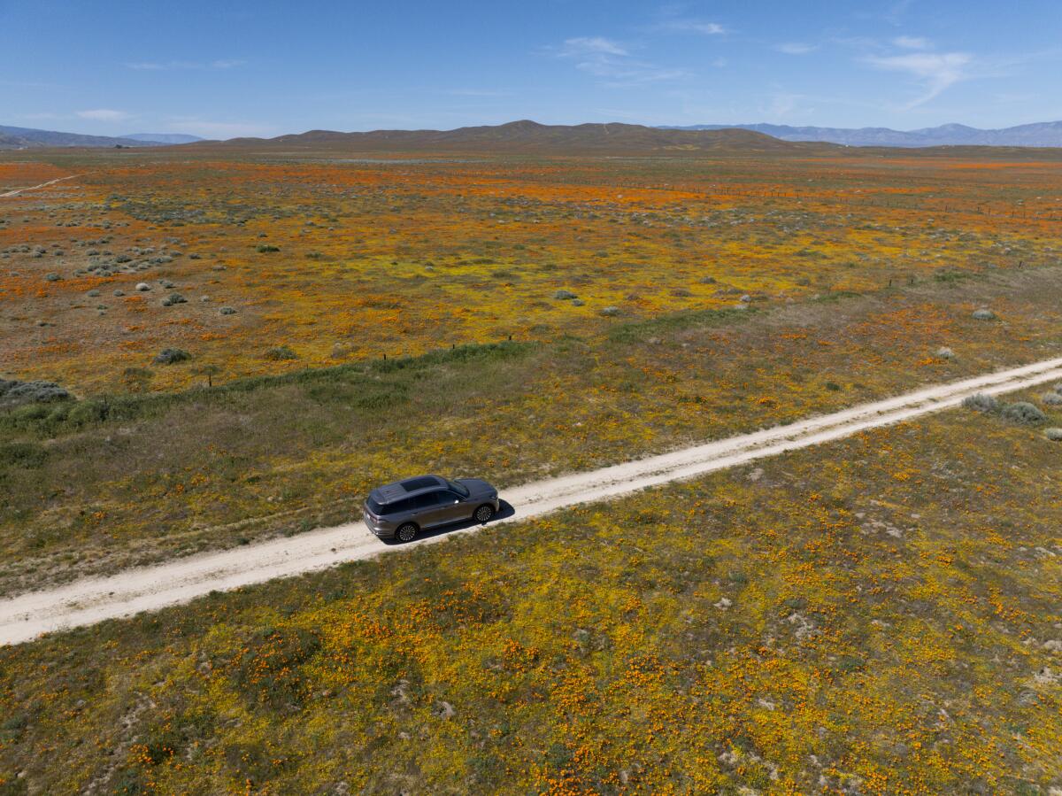 An SUV drives through the wildflower blooms