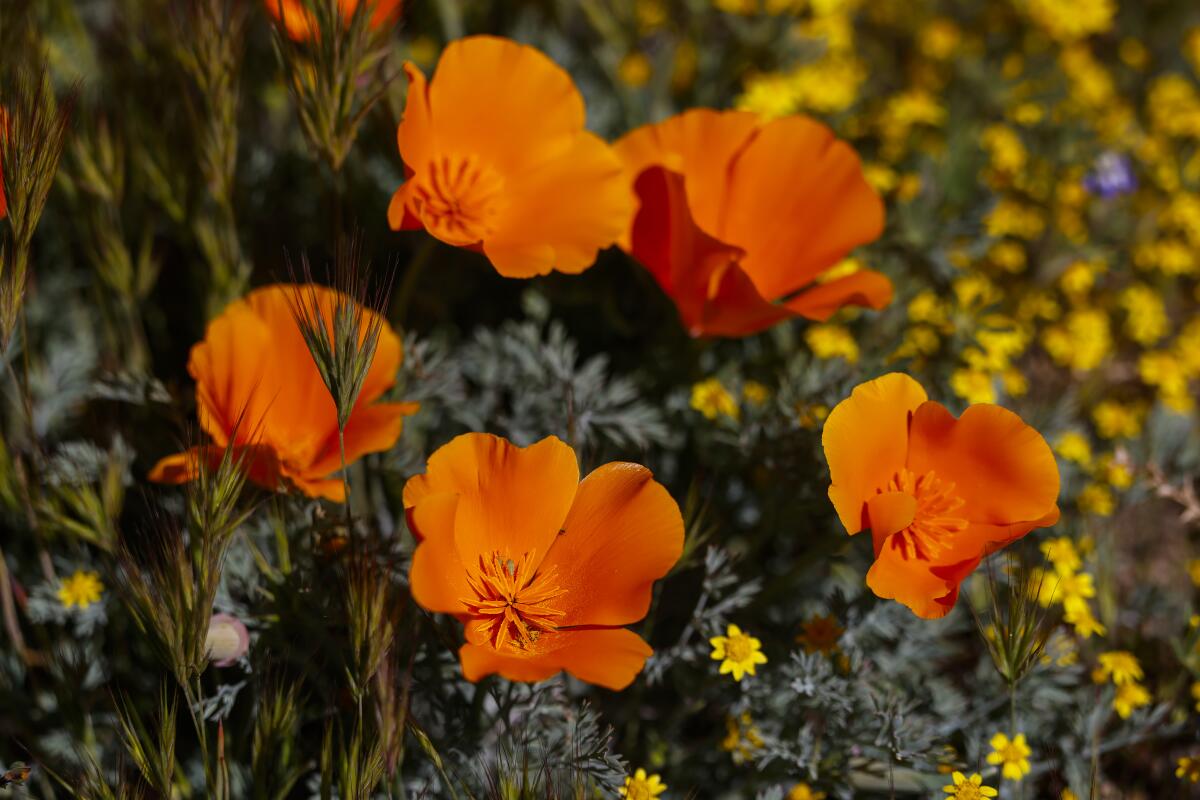 California poppies 