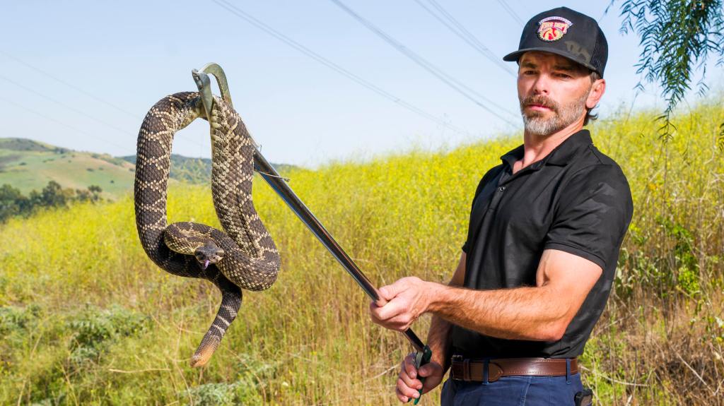 Snake dangers heightened as heat brings early-season sightings – Orange County Register