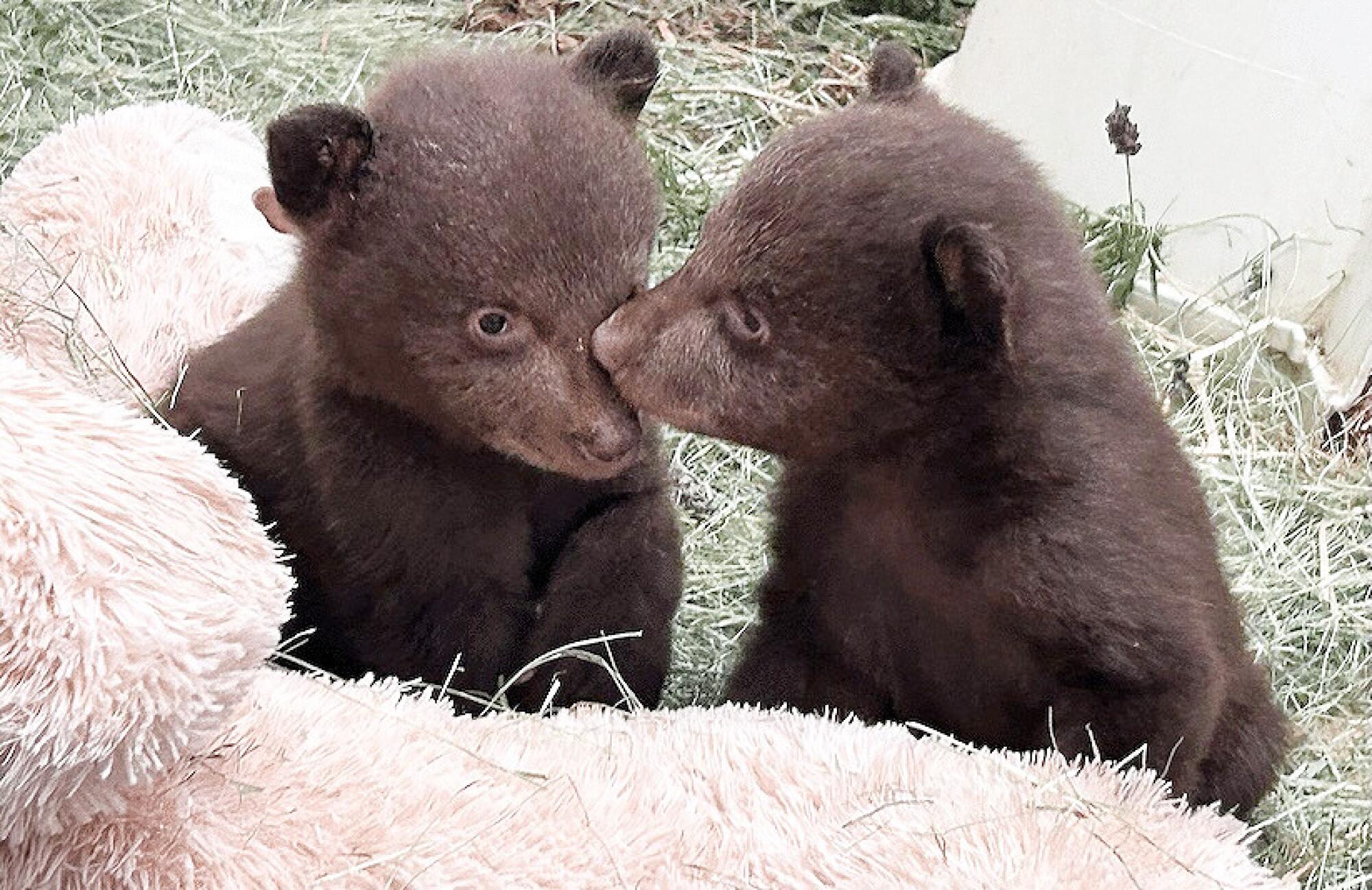 Two black bear cubs sit next to a pink stuffed animal.