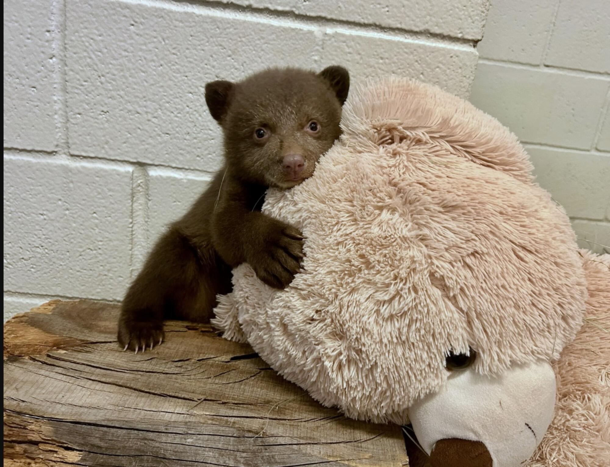A baby bear holds onto a fuzzy pink stuffed bear.