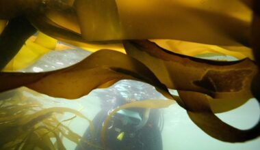 Songs of the Sufi, Passover market, bull kelp book talk