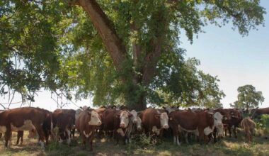 Placer County farmland plan funded to boost ag resilience