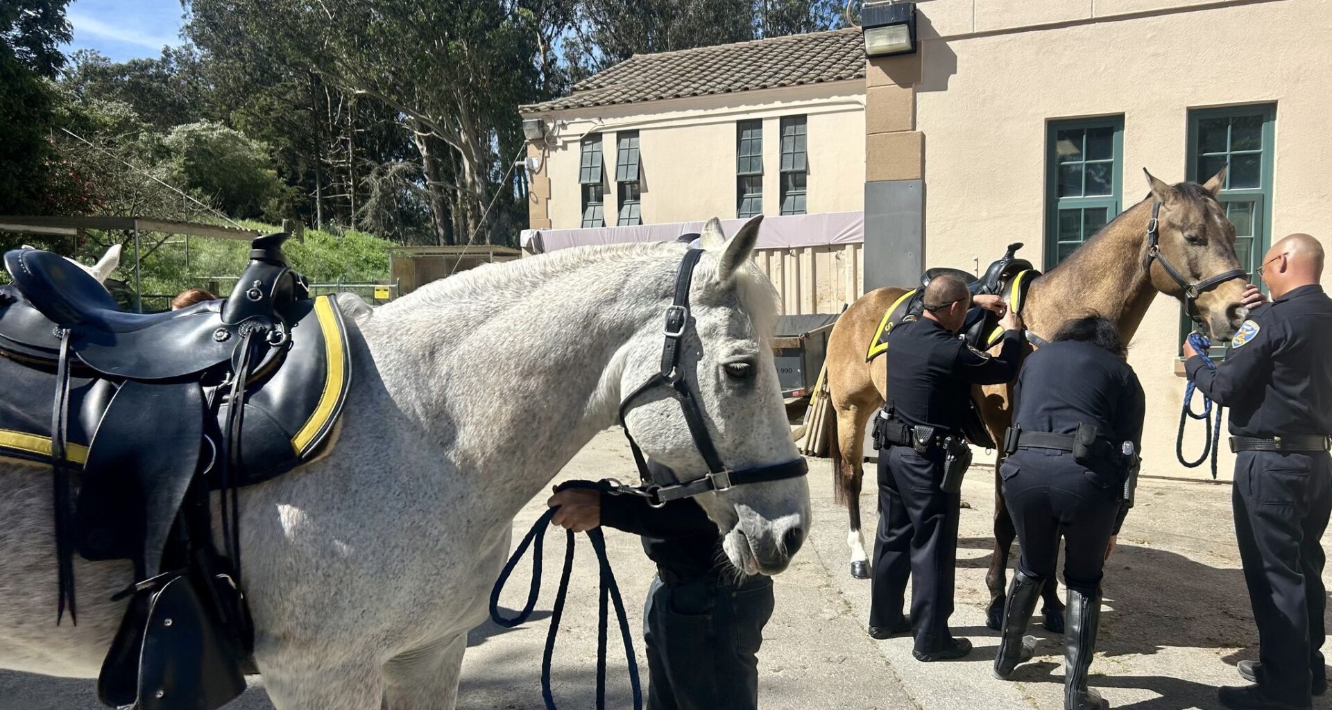 3 Horses Sworn In To Police Departments Mounted Patrol Unit