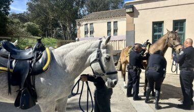 3 Horses Sworn In To Police Departments Mounted Patrol Unit