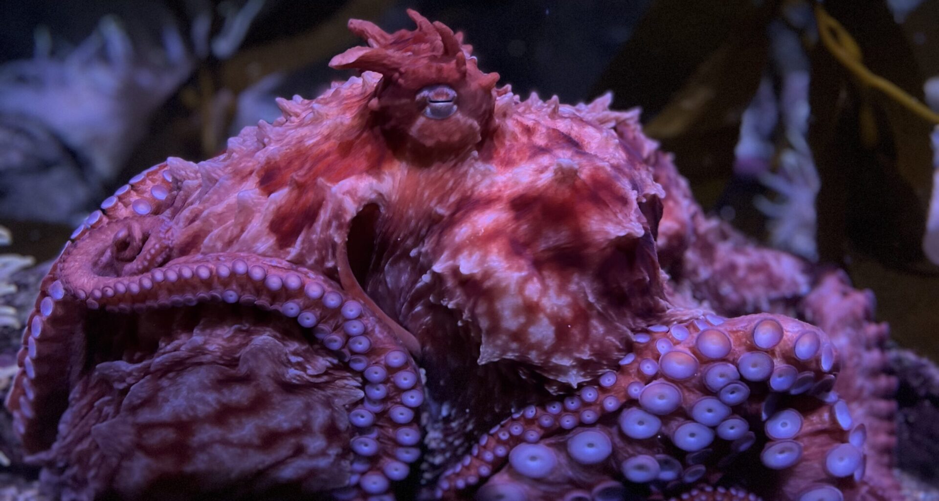 Aquarium of the Pacific’s playful and inquisitive octopus, Ghost, dies • Long Beach Post News