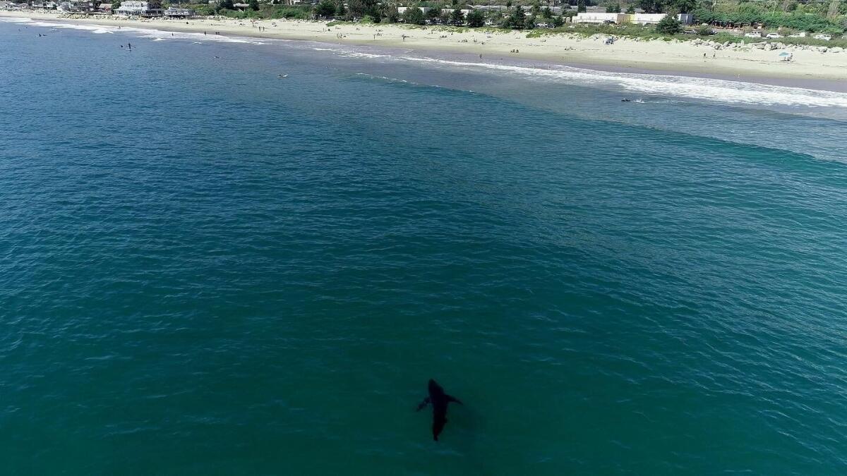A white shark cruises near a shore.