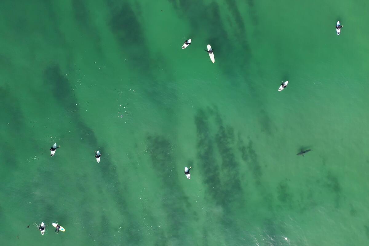 Overhead shot of surfers on boards and a shark in water.