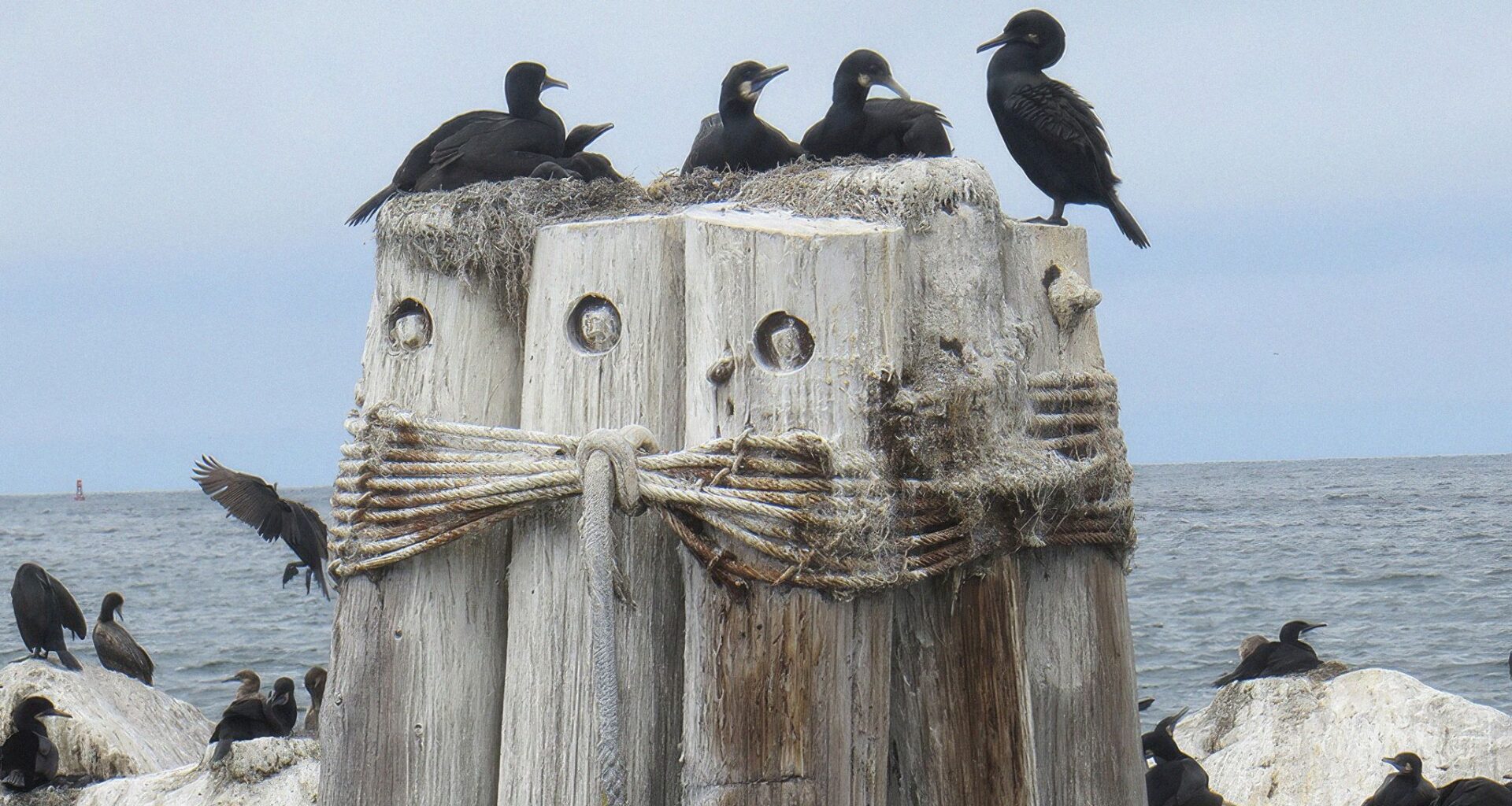 Some Of California's Seabirds Are Starving To Death, State Finds