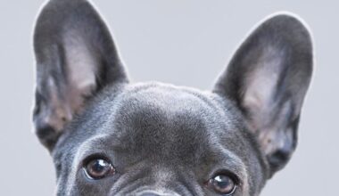 CA most popular dog breeds: French bulldogs lead US list