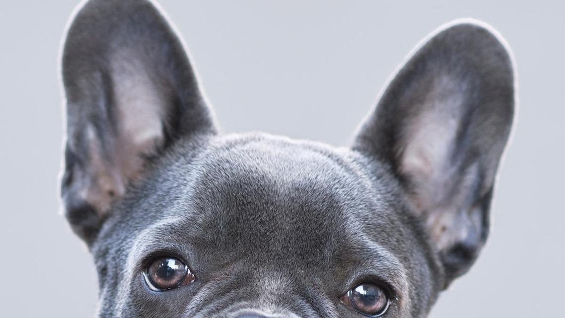 CA most popular dog breeds: French bulldogs lead US list