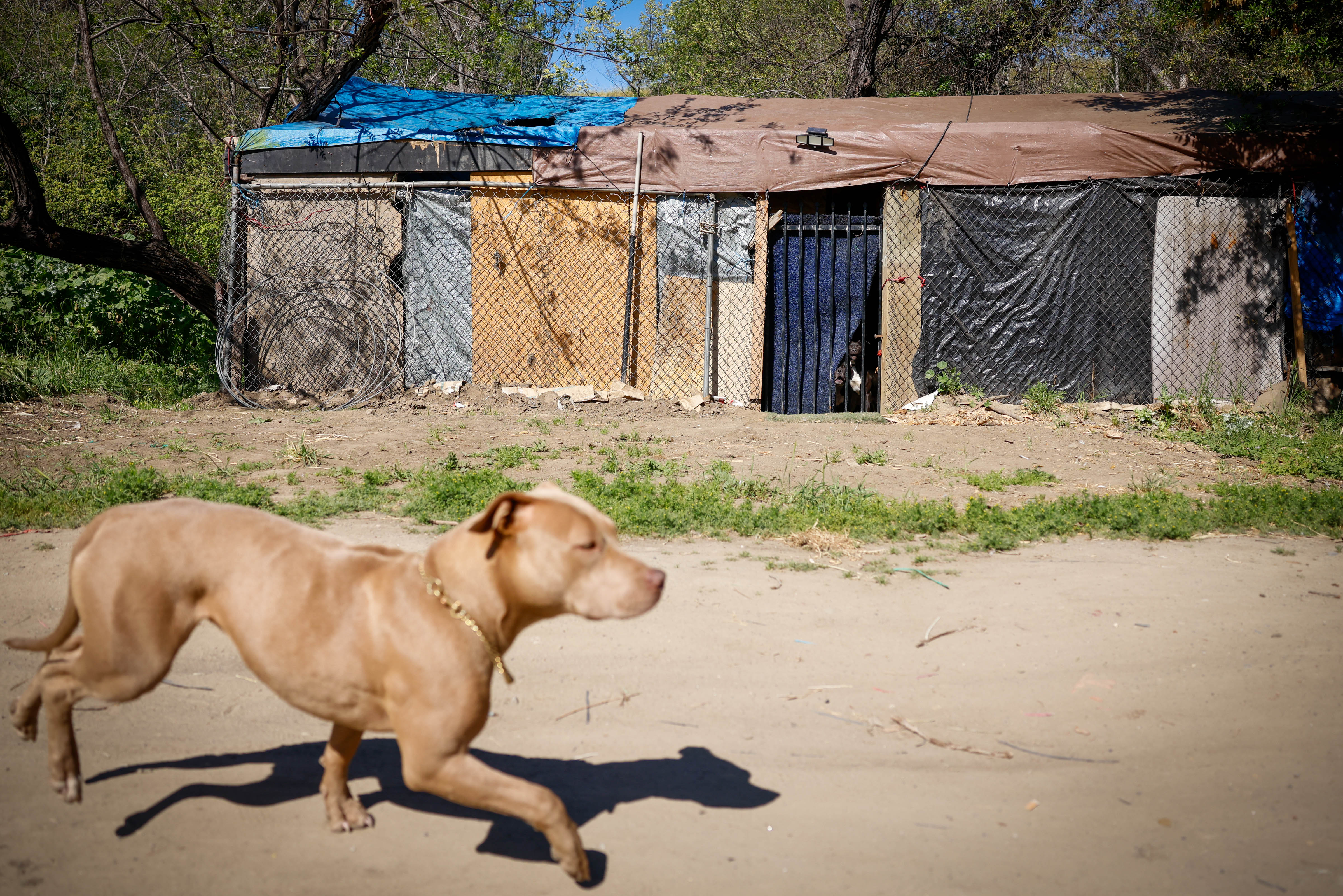 A dog runs by a shelter in the Jungle in...