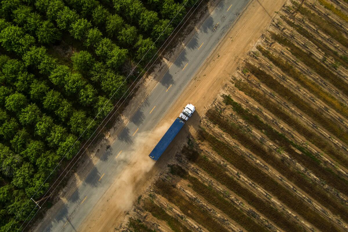 A driver hauls almonds from the fields in a tractor trailer