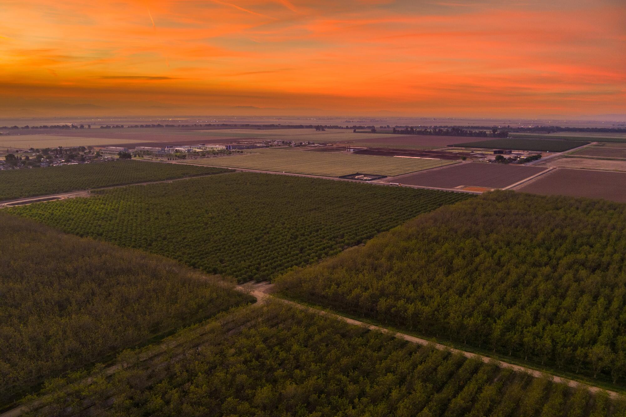 Sunrise over walnut and almond orchards