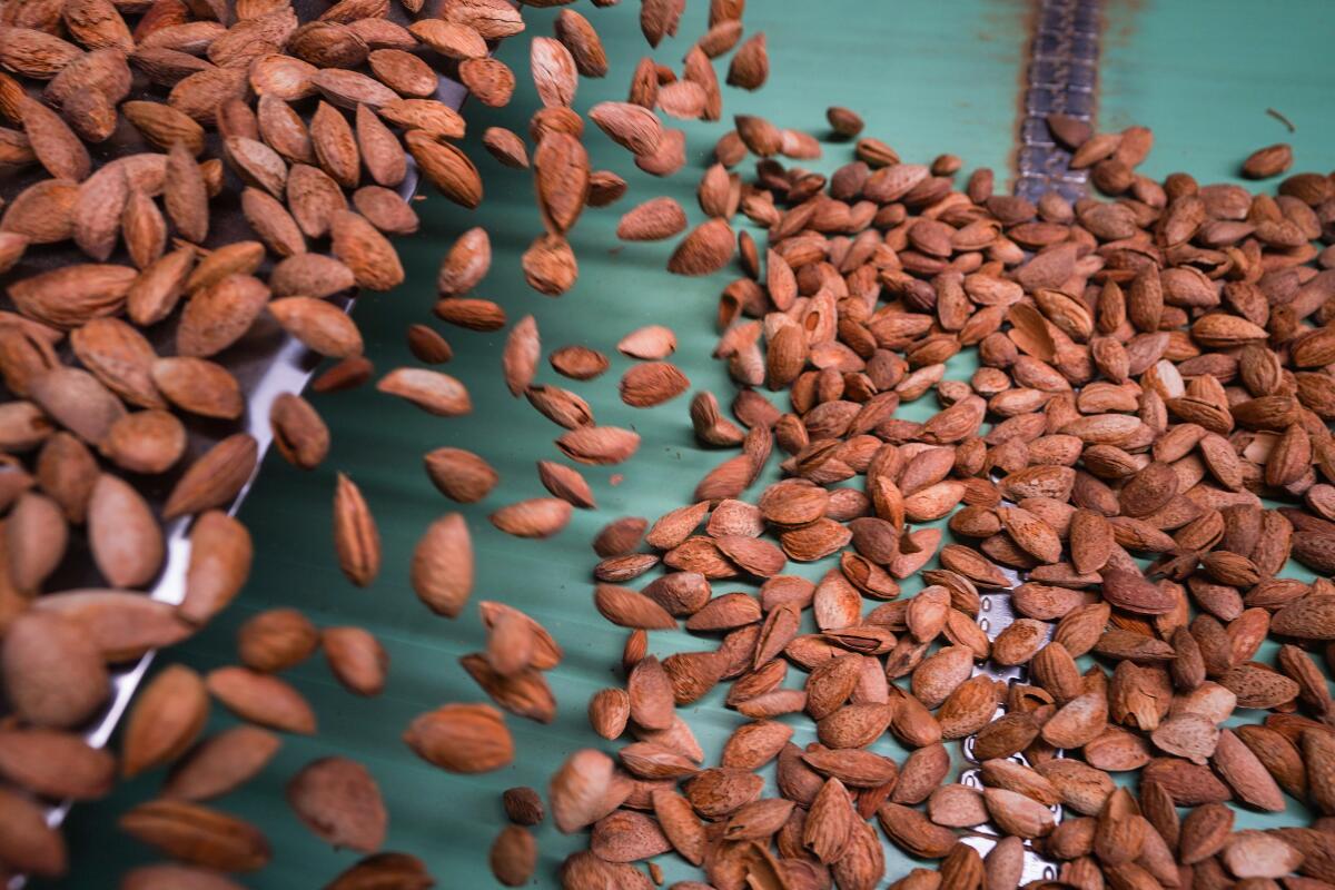 Hulled almonds roll on a conveyor belt