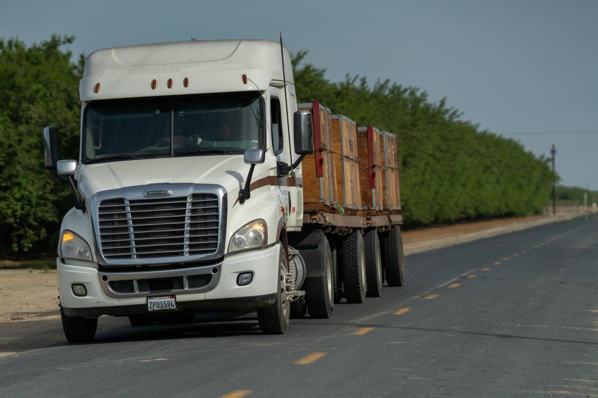 A driver hauls almonds from the fields in a tractor trailer