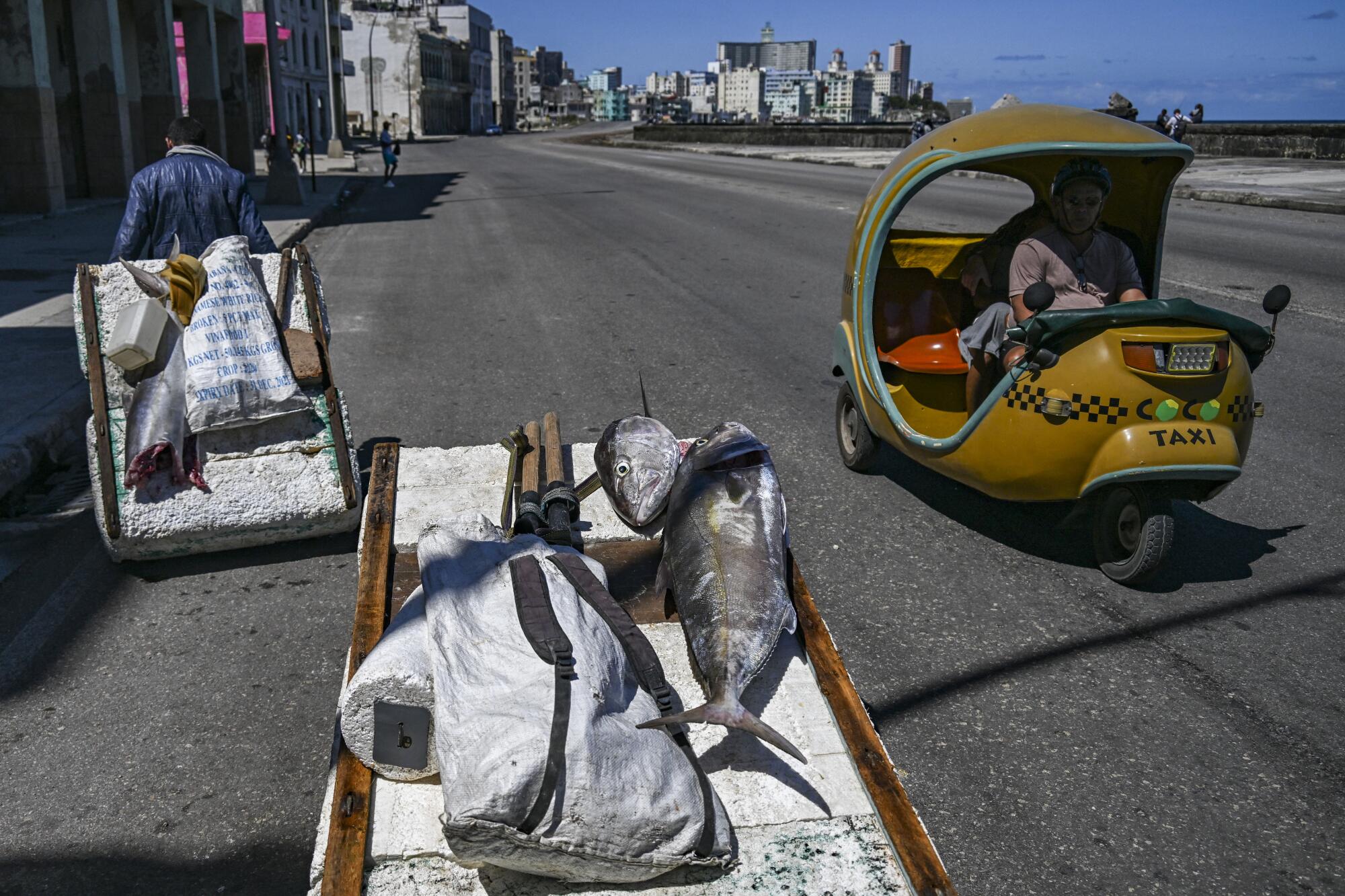 Fish on a makeshift raft in the road.