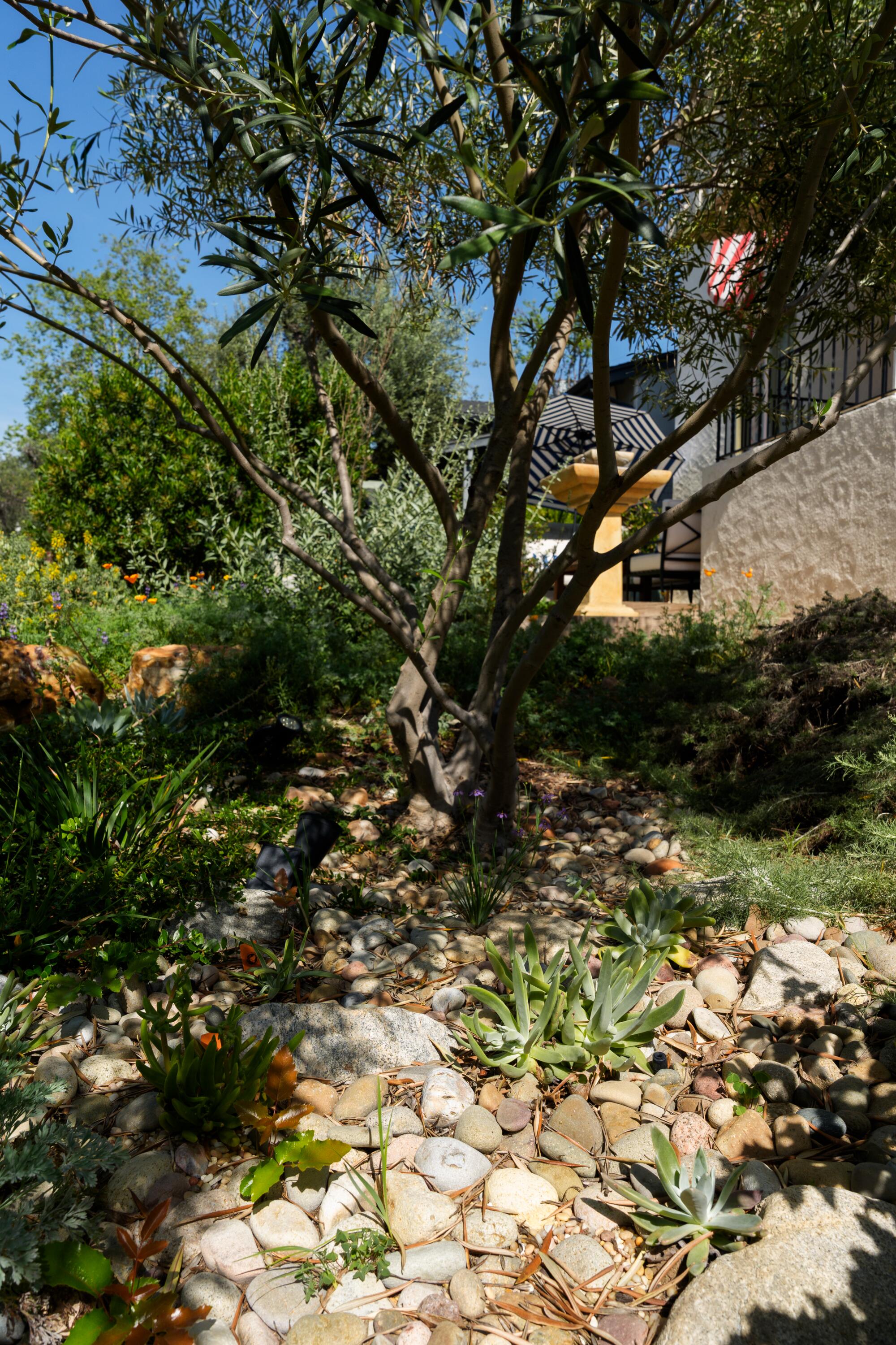 A multi-trunked olive tree.