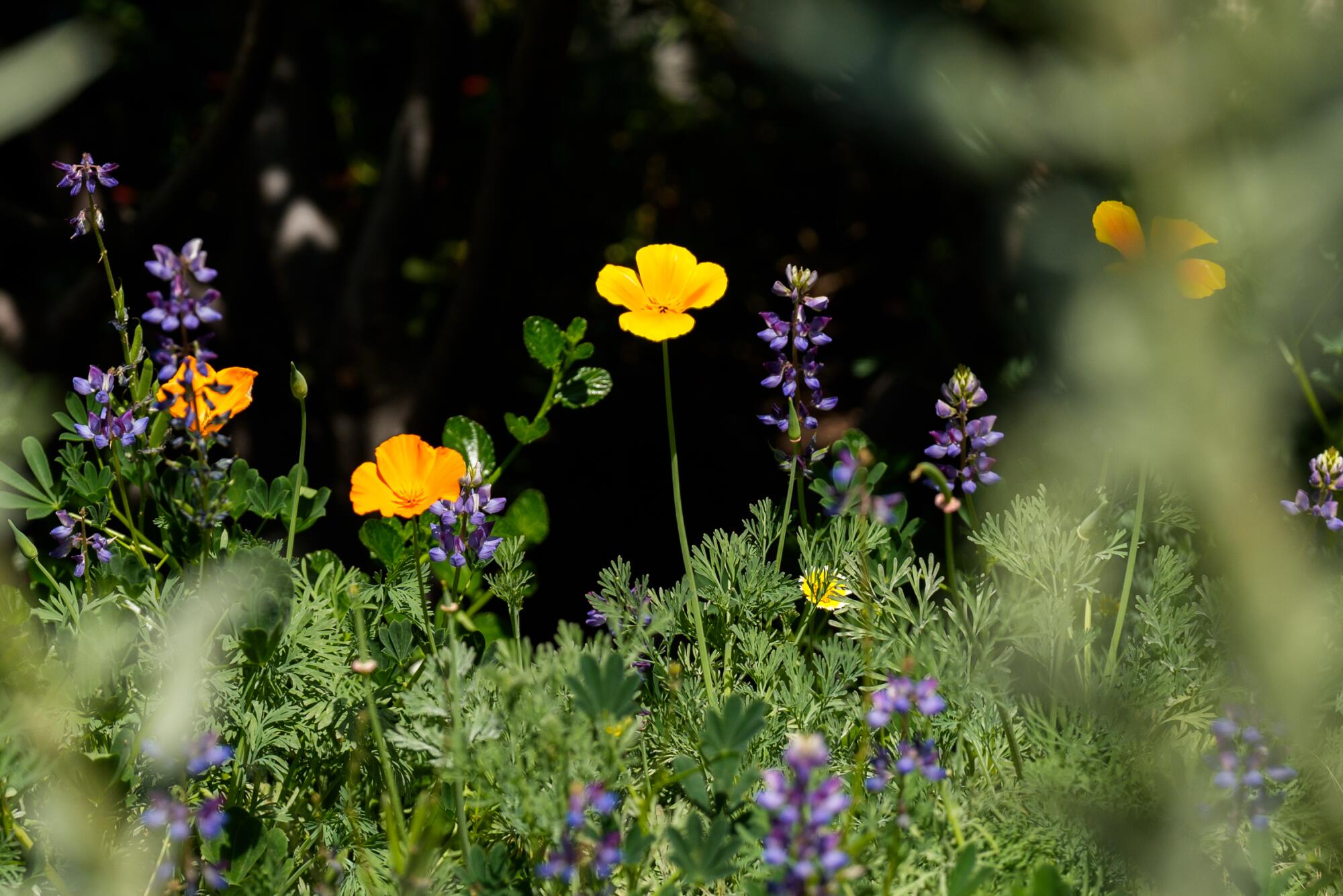 Orange California poppies and purple lupine in a garden.