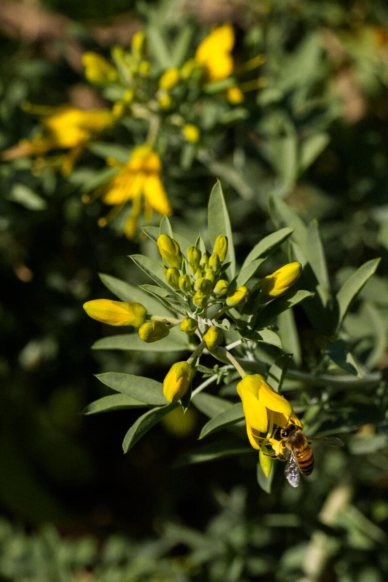 Bladderpod (Cleomella arborea) flowers most of the year.