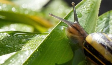 What’s causing a dearth of snails in an Oakland garden?