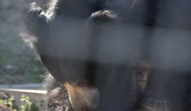 Sunset Zoo welcomes new fluffy face from San Diego Zoo