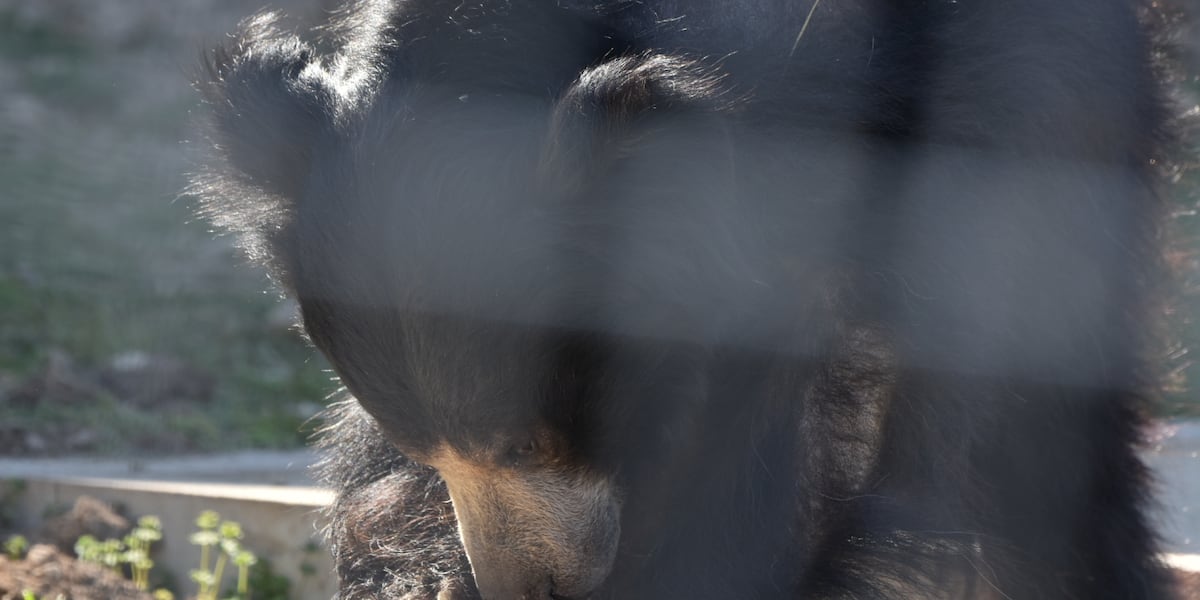 Sunset Zoo welcomes new fluffy face from San Diego Zoo