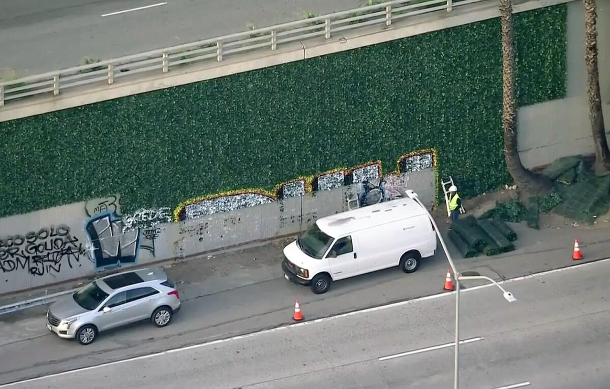 Workers remove fake ivy that was tagged and replace it with new ivy.