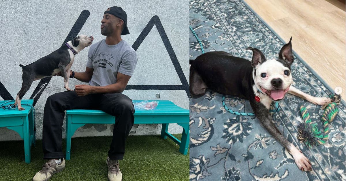 Stolen dog reunited with owner in LA after more than 3 years apart