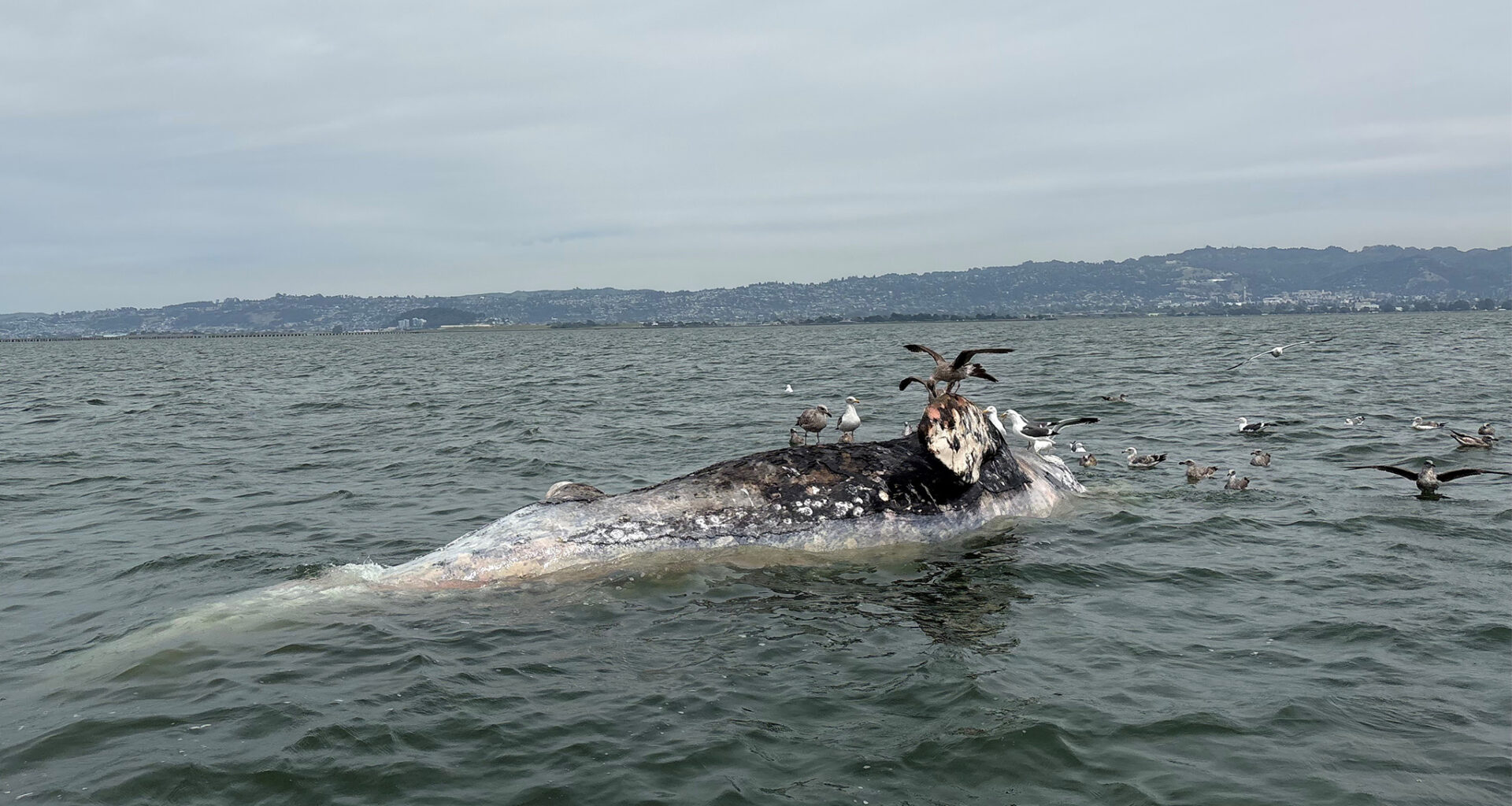 Windsurfer collides into whale in SF Bay as multiple wash up dead