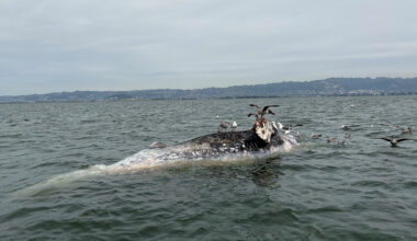 Windsurfer collides into whale in SF Bay as multiple wash up dead