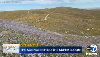 Wildflowers starting to bloom at Antelope Valley California Poppy Reserve