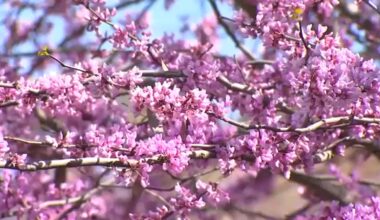 Central Valley allergy season arrives early as temperatures rise