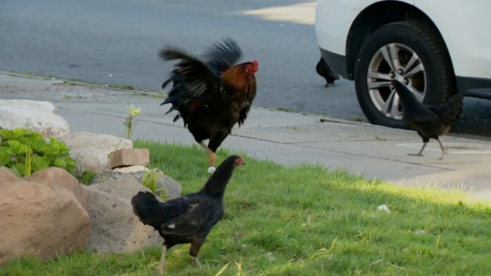 Sacramento neighborhood overwhelmed by chickens, residents estimated at least 100 running wild