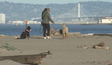 California Department of Public Health warning beachgoers, pets of bird flu danger among marine mammals and birds