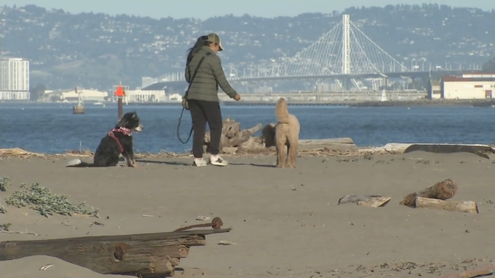 California Department of Public Health warning beachgoers, pets of bird flu danger among marine mammals and birds