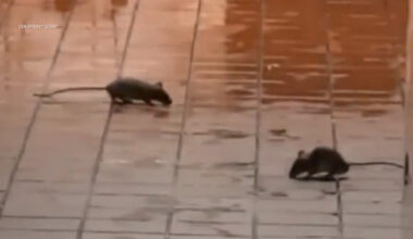 Rodents spotted at McDonald's inside Dinuba Walmart