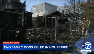 2 dogs killed after fire spreads to family home in Larchmont, Los Angeles