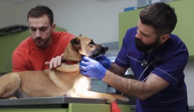 San Francisco proposal would require every dog be spayed or neutered to help control population