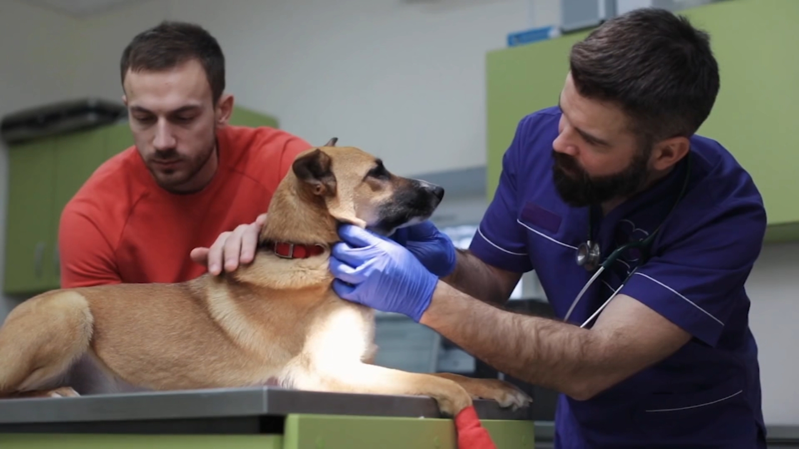 San Francisco proposal would require every dog be spayed or neutered to help control population