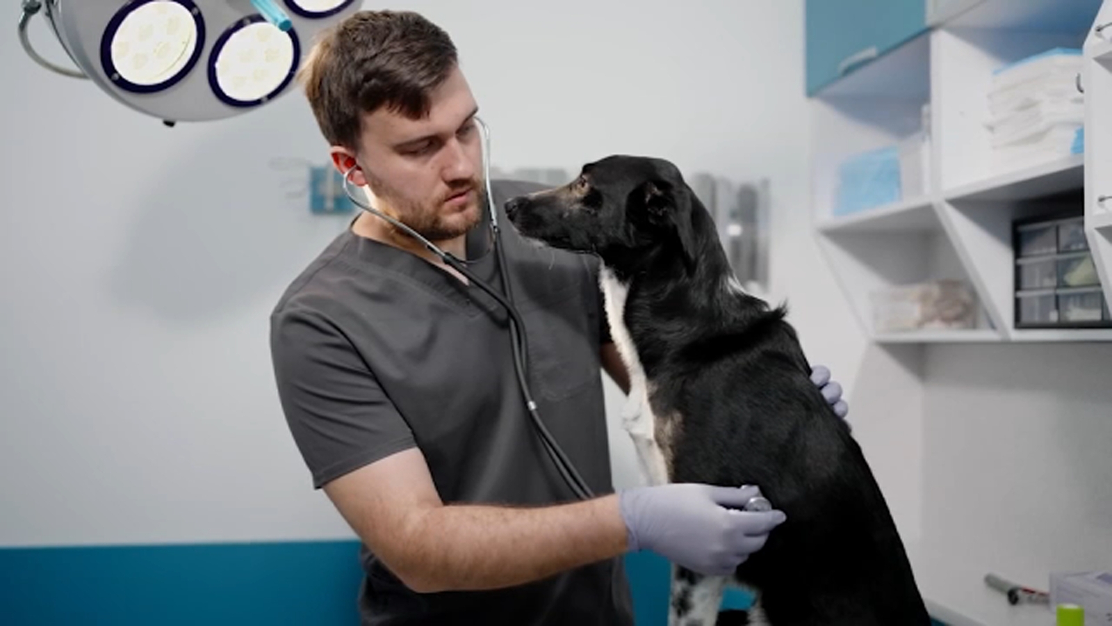 Tips for keeping your dogs safe from Leptospirosis