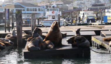 Massive Steller sea lion seen sunbathing at San Francisco's Pier 39