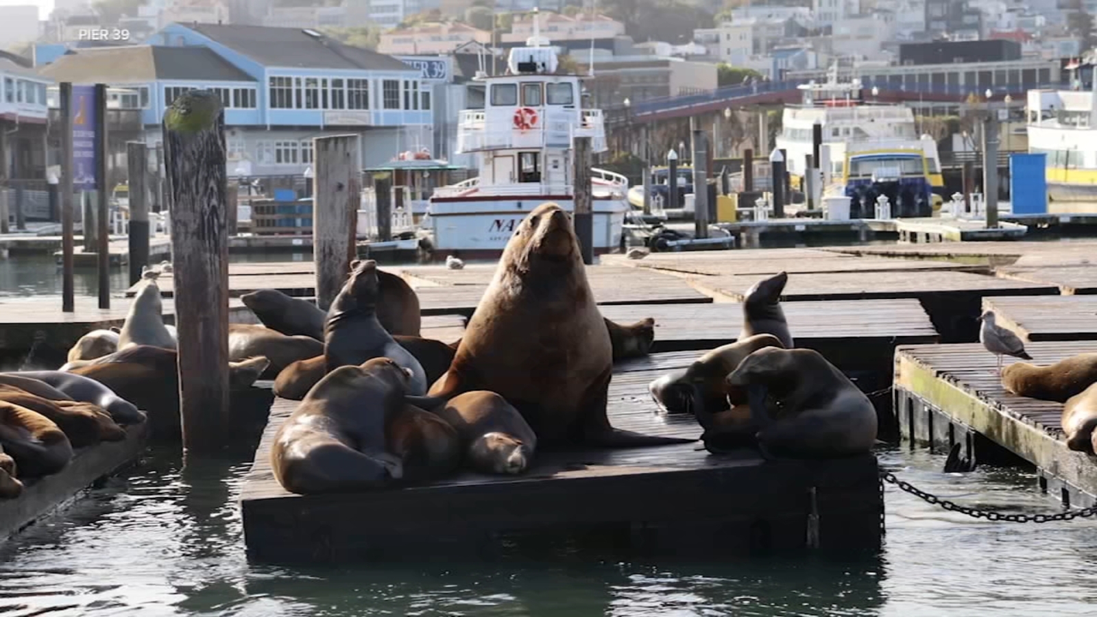 Massive Steller sea lion seen sunbathing at San Francisco's Pier 39