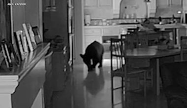 Bear breaks into Claremont, California home, rummages through kitchen while couple sleeps, video shows