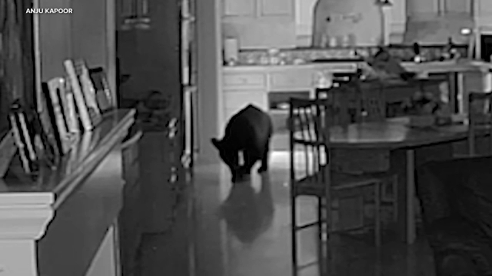 Bear breaks into Claremont, California home, rummages through kitchen while couple sleeps, video shows
