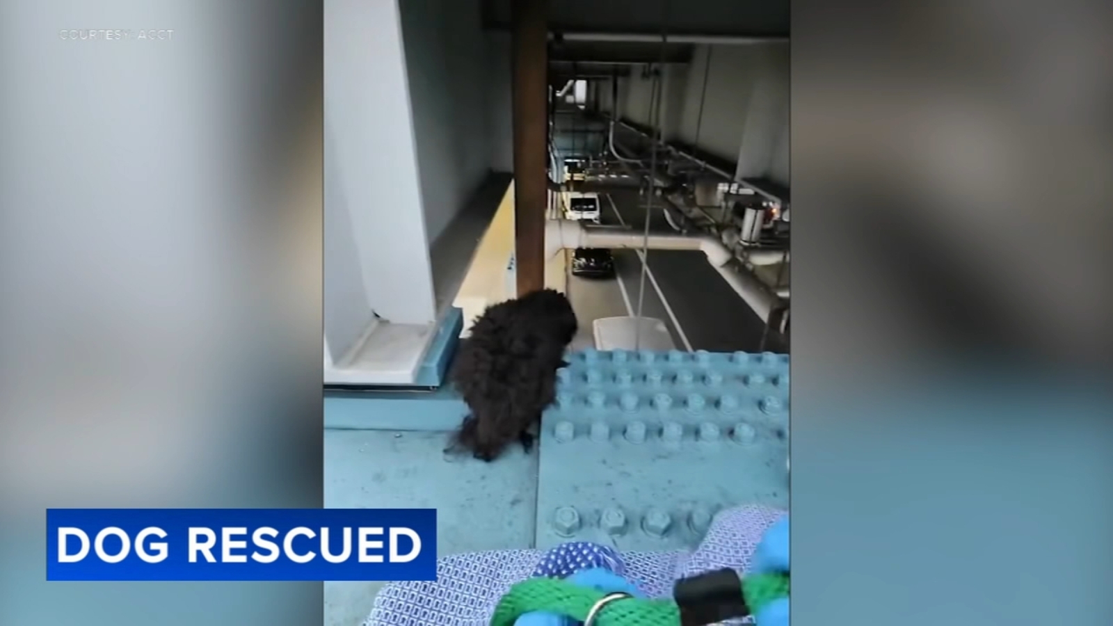 Dog rescued from train track support beam in West Philadelphia