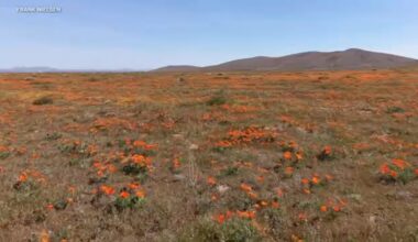 Poppies blooming bring first signs of spring at Antelope Valley California Poppy Reserve