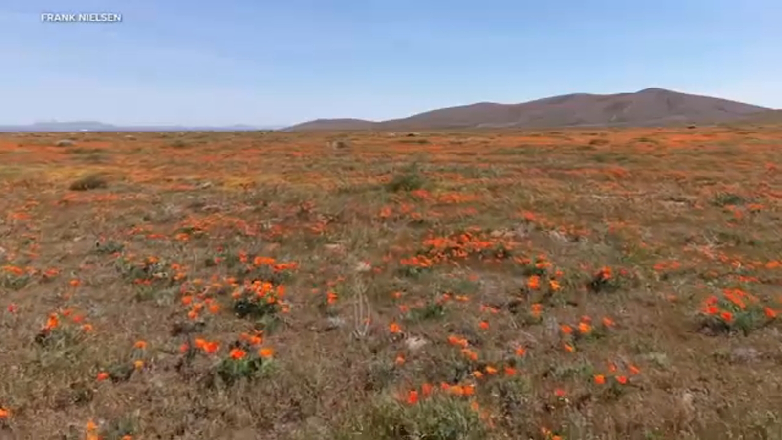 Poppies blooming bring first signs of spring at Antelope Valley California Poppy Reserve