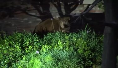 California Department of Fish and Wildlife euthanizes Monrovia bear after clawing at woman walking her dog, city says