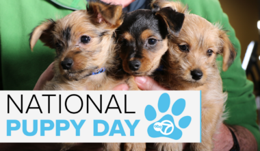 Puppy Cam: ABC7 holds adoption event for National Puppy Day 2026